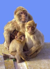 famille de singes