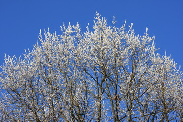 Weiße Baumwipfel vor blauem Himmel