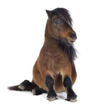 Shetland pony