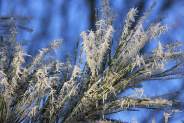 Eiskristalle auf den Nadeln einer Kiefer