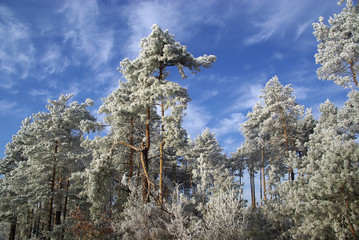Wald 10
