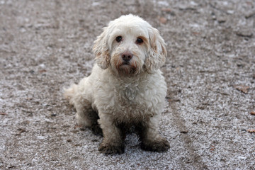 Tibetan terrier puppy, covered with mud and dirt