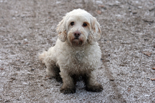 Tibetan Terrier Puppy, Covered With Mud And Dirt