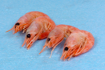 Scampi