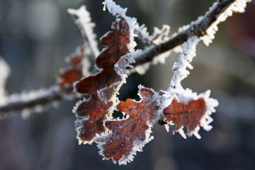 Oak leaves covered with hoarfrost.