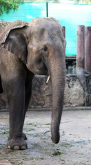 Fototapeta premium An elephant in captivity.