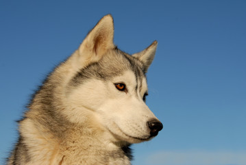 siberian husky