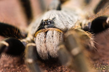 The baboon spider, Ceratogyrus, 