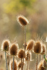 Obraz premium Burdock in field..