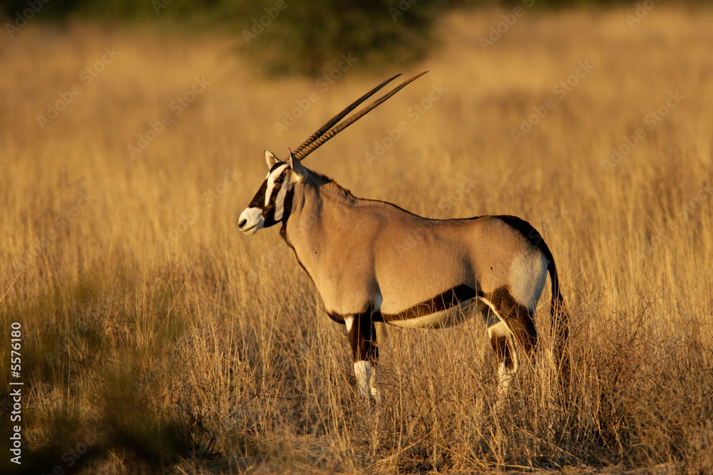 Canvas Prints Gemsbok antelope (Oryx gazella)