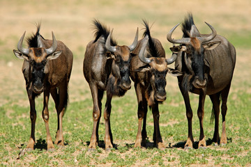 Fototapeta premium Blue wildebeest (Connochaetes taurinus)