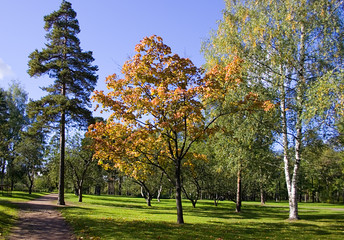 Naklejka premium path in autumnal park