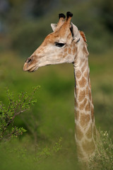 Giraffe (Giraffa camelopardalis) portrait