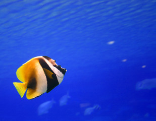 tropical fish in blue waters