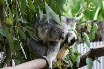koala on tree scratching
