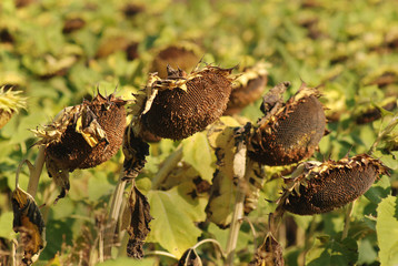 Sunflowers in late summer..