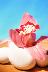 Pink orchid on white stones