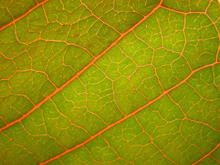 Leaf Arteries