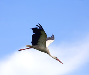 White Stork ( Ciconia ciconia ) 