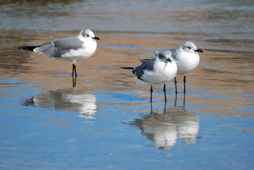 Seagulls are on watch for food.