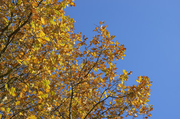 Autumn leaves on a tree against a clear blue sky