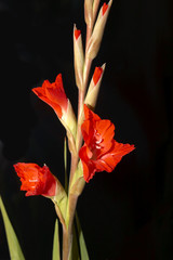 Red Gladiolus on a Black background