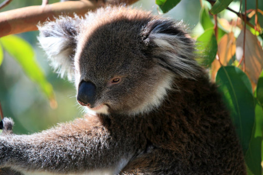 Koalabär Portarait