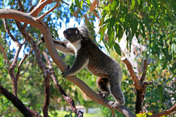 Koalabär beim klettern