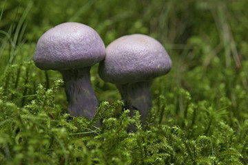 Violette Rötelritterlinge