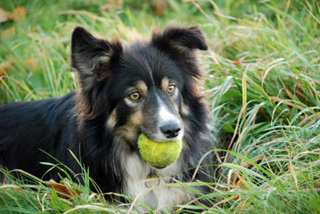 dog with ball 2