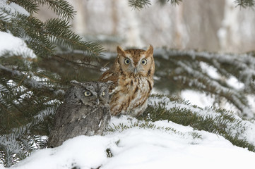 Different color phases for two scrrech owls in winter