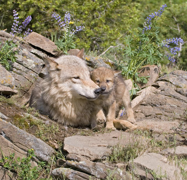 Gray wolf and her cub at den site