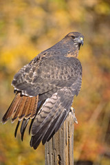 Red tailed hawk on roost. Photogaphed in Colorado