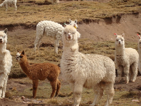 Alpaga et lamas au P&eacute;rou.