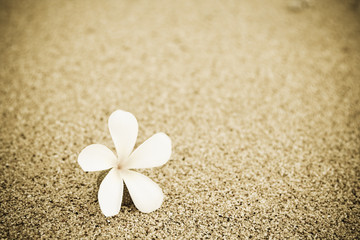 Fototapeta na wymiar A shot of a single flower on the beach
