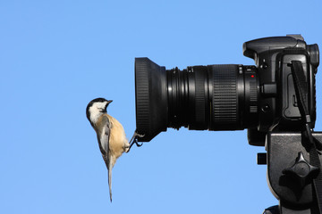 Chickadee on a Camera Lens