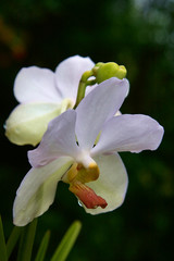 Fototapeta premium Vanda, Orchidee