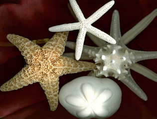 star fish shells