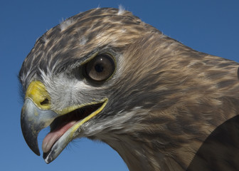 red tailed hawk