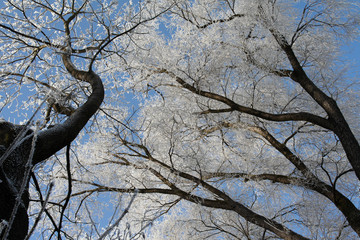 Trees covered with white hoarfost
