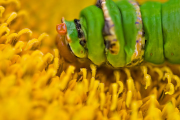 Swallowtail butterfly  caterpillar  Papilio demodocus Esper
