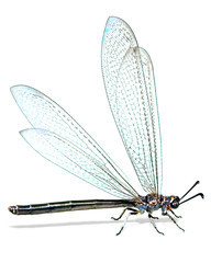 Obraz premium Large dragonfly on a white background, side view.