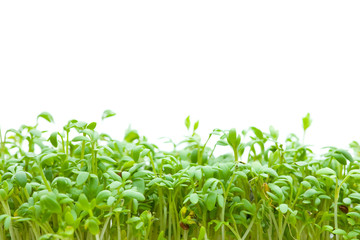 Obraz premium Linie aus Kresse