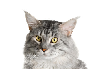 maine coon cat isolated on white background