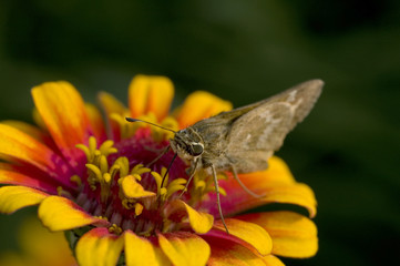 Macro photography of an insect and a yellow flower.