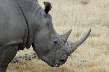 Obraz premium A White Rhinoceros