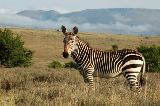 Fototapeta Cape Mountain Zebra