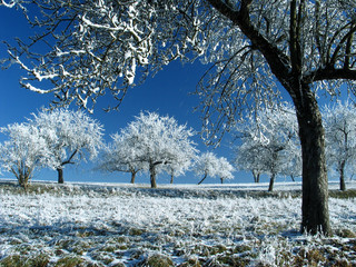 Bäume im Winter