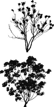 Tree Silhouettes d