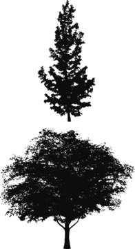 Tree Silhouettes e